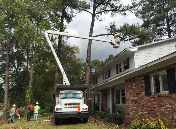 Trusted Sistersville, WV Tree Services Experts